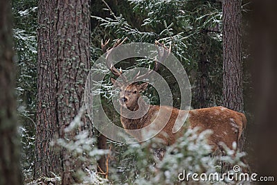 Great Adult Noble Red Deer With Big Horns Stands Among The Snow-Covered Pines And Look At You. European Wildlife Landscape With De Stock Photo