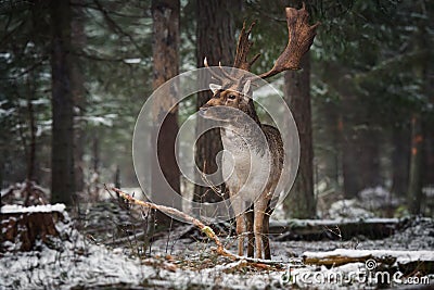 Great Adult Noble Red Deer With Big Horns Stands Among The Snow-Covered Pines And Look At You. European Wildlife Landscape With De Stock Photo