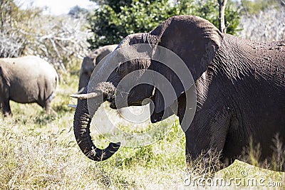 Great African elephant enjoying the grass of the African savannah of South Africa in Kruger National Park Stock Photo