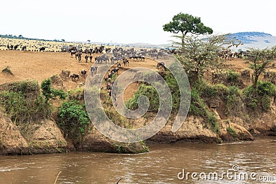 Great african migration. Landscape on the Mara River with large herds of wildebeest. Kenya Stock Photo