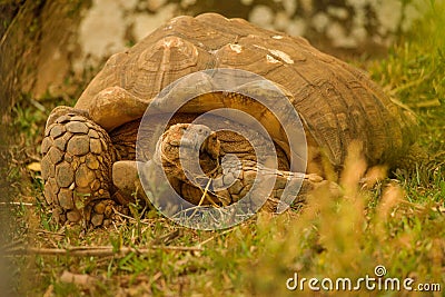 Great African Tortoise Stock Photo