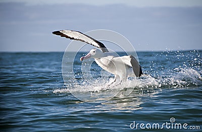 Great Albatross Stock Photo