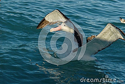 A great albatross comes in to land, light stripes across its face Stock Photo