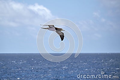 Great albatross flying over the sea on a sunny day Stock Photo