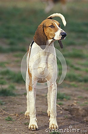 GREAT ANGLO-FRENCH TRICOLOUR HOUND, ADULT Stock Photo