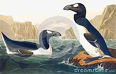 Great Auk Cartoon Illustration