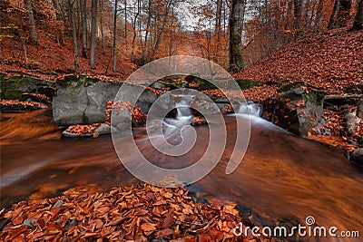 Great Autumn Forest Landscape In Orange Color With Beautiful Creek And Misty Forest. Enchanted Autumn Beech Forest With Red Fallin Stock Photo