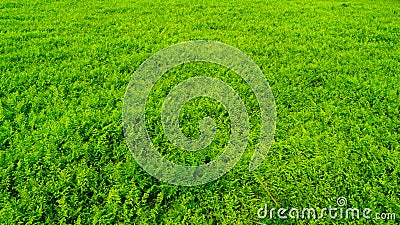 The grassland in green Stock Photo