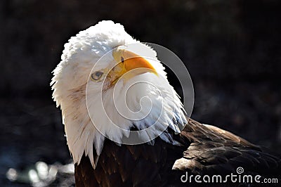 The great Bald eagle Stock Photo