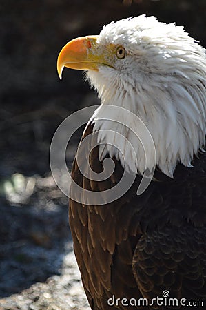 The great Bald eagle Stock Photo