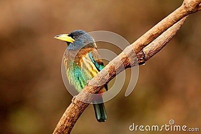 Great Barbet or Megalaima virens on tree Stock Photo