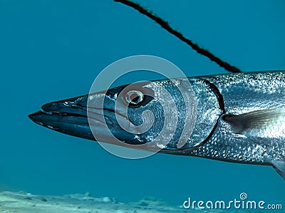 Great barracuda Sphyraena barracuda Stock Photo