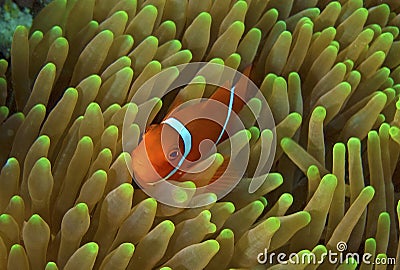 Great barrier reef clown fish (nemo) Stock Photo