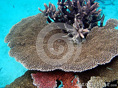 Great Barrier Reef Coral Stock Photo