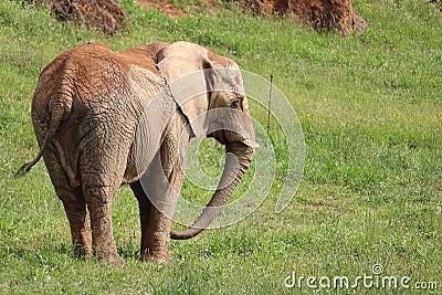 Great beautiful wild animal elephants huge tusks Stock Photo