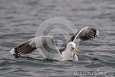 Great black-backed gull catch the fish, romsdalfjord Stock Photo