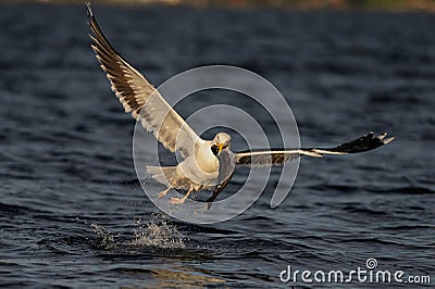 Great black-backed gull catch the fish, romsdalfjord Stock Photo