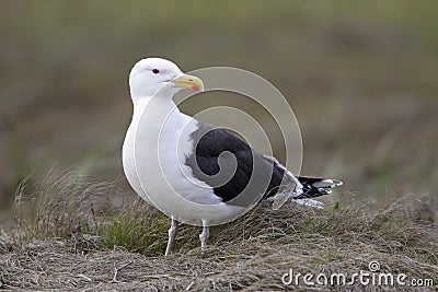 Great Black-backed Gull (Larus marinus) Stock Photo