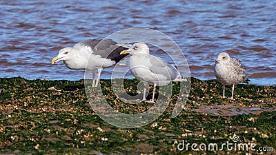 Great Black-backed Gull - Larus marinus feeding. Stock Photo