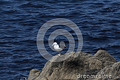 A great black-backed gull, Larus marinus, on rock cliffs Stock Photo