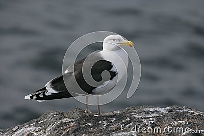 Great black-backed gull, Larus marinus Stock Photo