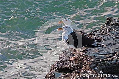 Great Black-backed Gulls, Larus marinus, UK. Stock Photo