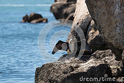 A great black cormorant sits on a huge rock next to a rock with wide wings. Stock Photo