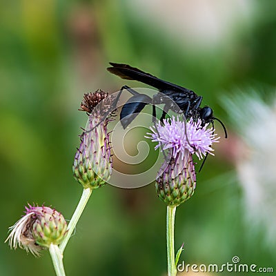 Great Black Wasp Sipping Nectar Stock Photo