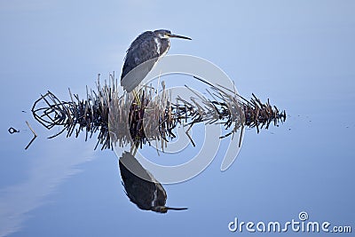 Great blue heron Stock Photo