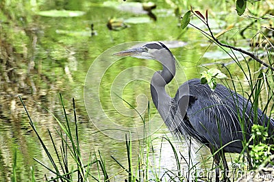 Great Blue Heron Stock Photo