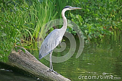 Great Blue Heron Stock Photo