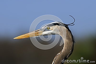 Great blue heron, ardea herodias Stock Photo