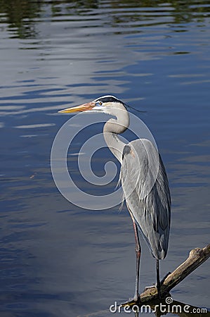 Great blue heron, ardea herodias Stock Photo