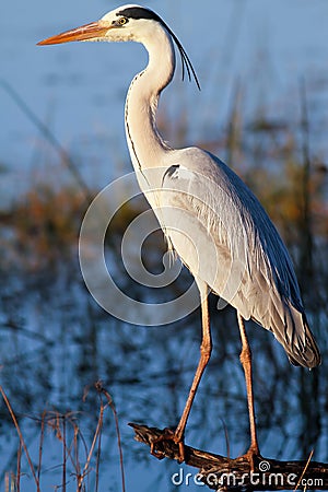 Great blue heron (Ardea herodias) Stock Photo