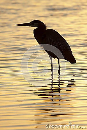 Great Blue Heron (Ardea Herodias) Stock Photo