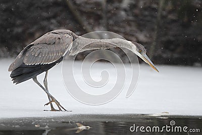 Great Blue Heron (Ardea herodias) Hunting on a Partially Frozen Stock Photo