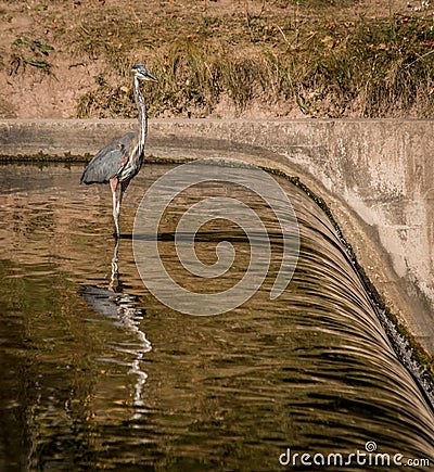 Great Blue Heron Wading Near Dam Stock Photo