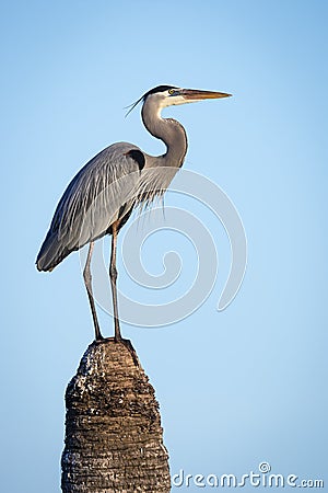 Great Blue Heron (Ardea herodias) Perched on Top of a Palm Tree Stock Photo
