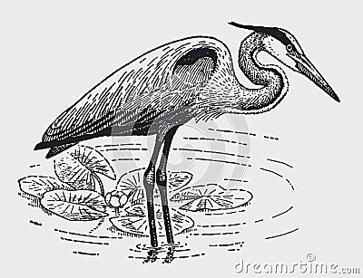 Great blue heron ardea herodias standing in a water body with water lilies Vector Illustration