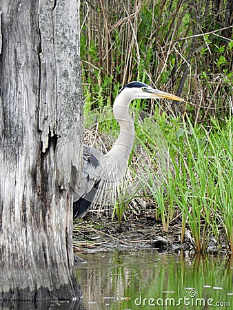 Great Blue Heron stands behind dead swamp tree Stock Photo