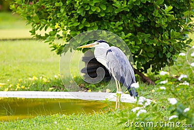 Great Blue heron bird Stock Photo