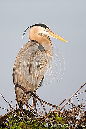 Great Blue Heron on Nest Stock Photo