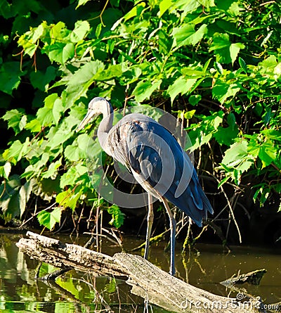 Great Blue Heron Bird Standing on Deadwood Near Pond Bank on a Sunny Day with Green Foliage Stock Photo