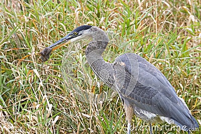 Great Blue Heron Captures Rodent Stock Photo