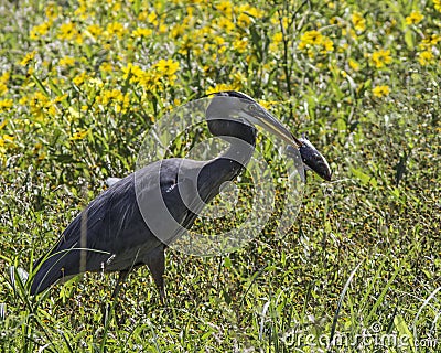 Great Blue Heron with Catfish Stock Photo