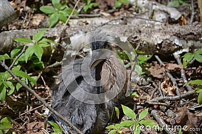 Great Blue Heron Chick on the Ground in Maine Stock Photo