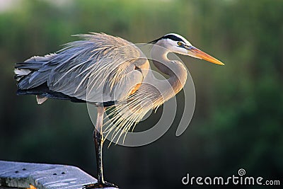 Great Blue Heron Stock Photo