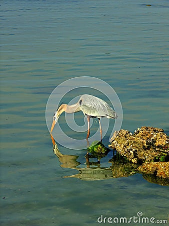 A Great Blue Heron stays poised to strike. Stock Photo