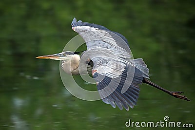 Great Blue Heron In Flight Stock Photo