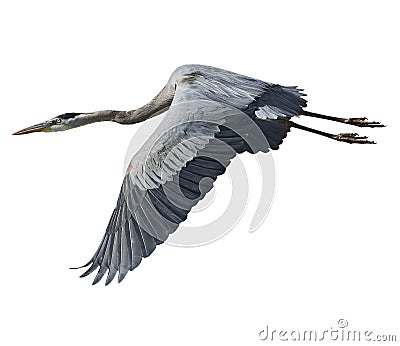 Great Blue Heron Stock Photo